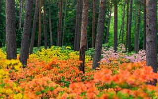 Картинка растения азалии, парк рододендронов Хаага, пейзаж, весна, Финляндия, 5к, красочные цветы, цветник
