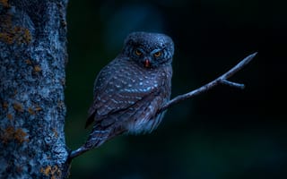 Картинка евразийская карликовая сова, птица, ветвь дерева, 5к, ночь, темный