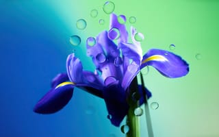 Картинка цветок ириса, фиолетовый цветок, сияние, капли воды, эстетический, градиент