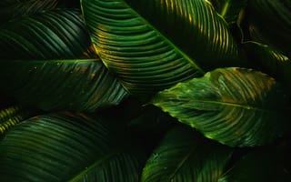 Картинка зеленые листья, растение, 5к, тропический
