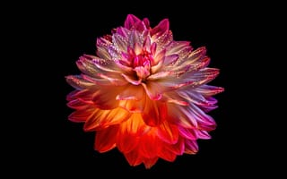 Картинка цветок георгин, красочный цветок, 8k, черный, амолед, 5к