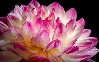 Картинка цветок георгин, розовый цветок, розовый георгин, 8k, 5к