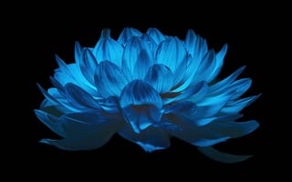 Картинка цветок георгин, синий цветок, 5к, амолед, черный