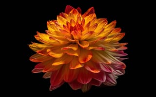 Картинка цветок георгин, оранжевый цветок, амолед, 5к, 8k, черный