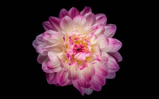 Картинка цветок георгин, розовый цветок, 5к, амолед, 8k, розовый георгин, черный