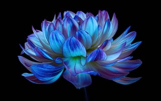 Картинка цветок георгин, синий цветок, голубой георгин, амолед, 5к, черный