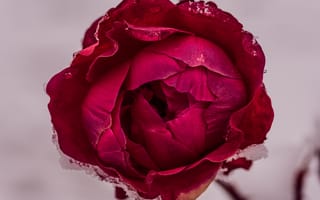 Картинка Роза, Красная роза, макрос, 5к, крупным планом