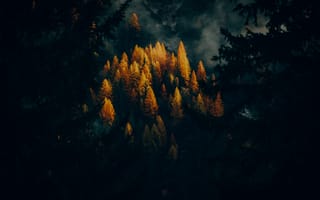 Картинка золотые лиственницы, падать, 5к, лес, деревья