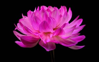 Картинка цветок георгин, розовый цветок, розовый георгин, 5к, черный, амолед