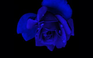 Картинка голубая роза, Роза, черный, амолед