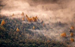 Картинка осенний лес, с высоты птичьего полета, туман, Утренний свет