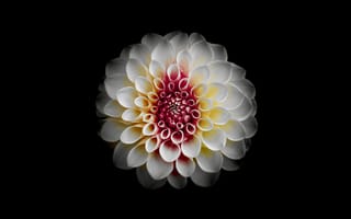 Картинка белый георгин, черный, амолед, цветок георгин
