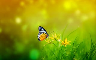 Картинка бабочка, весна, опыление, боке, желтые цветы, 5к, зеленый