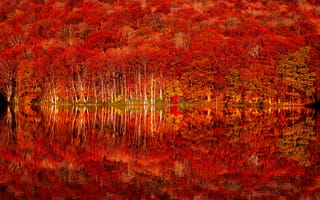 Картинка осенние краски, тохоку, 8k, озеро, 5к, отражение, осенняя листва, осенний лес, япония осень