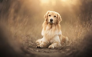 Картинка золотистый ретривер, шотландская порода собак, 5к, собака