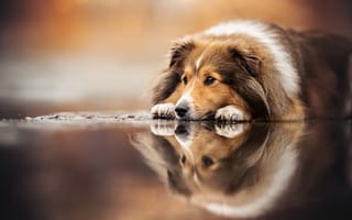 Картинка шетландская овчарка, шелти, порода собак, грустное лицо, грустная собака, 5к
