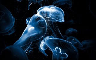 Картинка медузы, под водой, темный, глубокое море