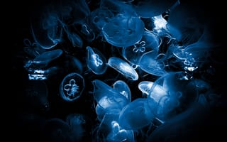 Картинка медузы, глубокое море, темный, темная эстетика, под водой