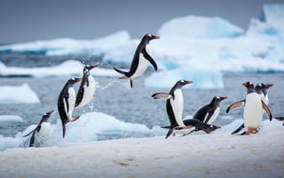 Картинка папуасские пингвины, Антарктида, Антарктический полуостров