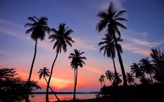 Картинка пальмовые деревья, закат, силуэт, пейзаж, сумерки, 5к