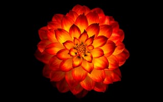 Картинка цветок георгин, оранжевый георгин, черный, 5к, 8k, оранжевый цветок