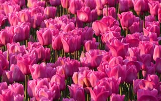 Картинка розовые тюльпаны, тюльпан цветы, весна, тюльпановый сад