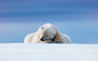 Картинка Полярный медведь, Арктический, 5к, 8k