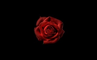 Картинка красный цветок, Красная роза, 8k, черный, 5к