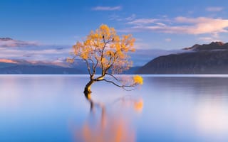 Картинка озеро Ванака, Новая Зеландия, ледниковое озеро, одинокое дерево, магия чести против, запас