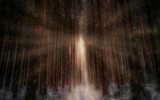 Картинка зимний лес, снег, 5к, Солнечный лучик