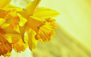 Картинка нарциссы, желтые цветы, цвести, желтый, 5к