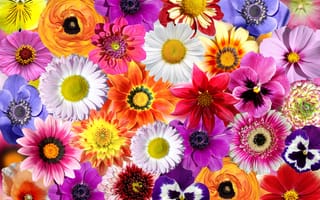 Картинка цветы ромашки, красочные цветы, весенние цветы, цвести, цветочный