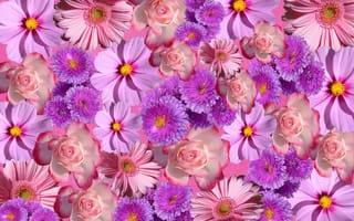 Картинка цвести, фиолетовые цветы, розовые цветы, цветочный, гербера
