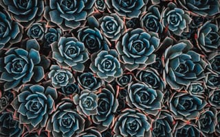 Картинка бирюзовые цветы, эхеверия, 5к, цветущее растение