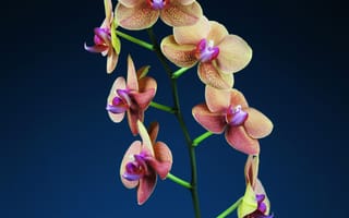 Картинка цветы орхидеи, синий, эстетический, 5к, цвести
