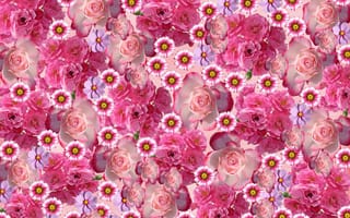 Картинка розовые цветы, цветы ромашки, роданте, цветочный