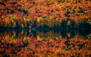 Картинка Алгонкинский провинциальный парк, Онтарио, осень, листва, клены, Канада, 5к, озеро