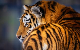 Картинка Сибирский тигр, амурский тигр, 5к