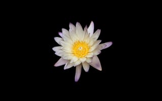 Картинка водяная лилия, лилии, 5к, 8k, белый цветок, черный