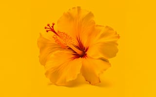 Картинка цветы гибискуса, желтый цветок, 5к, 8k, желтый