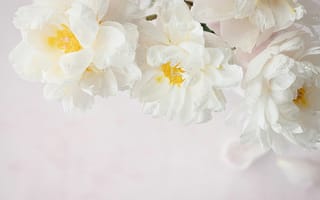 Картинка цветы пиона, белые пионы, белый, белые цветы, 5к