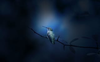 Картинка колибри, ветвь, боке, синий