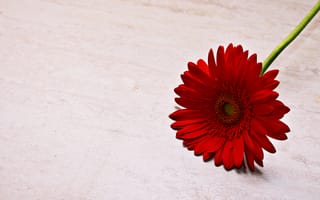 Картинка красная гербера ромашка, цветок ромашка, красный цветок, 5к