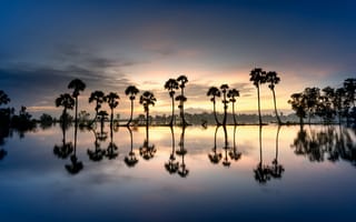 Картинка пальмовые деревья, силуэт, отражение, 8k, водное пространство