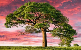 Картинка одинокое дерево, эстетический, закат, пейзаж