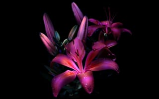 Картинка фиолетовая лилия, темная эстетика, 8k, светящийся, 5к, лилии, цвести