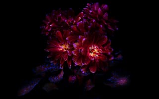 Картинка цветы хризантемы, темная эстетика, 8k, черный, амолед, цвести, 5к