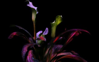 Картинка Калла Лили, ботанический, 8k, цвести, 5к, темная эстетика, амолед, арум лили, экзотический