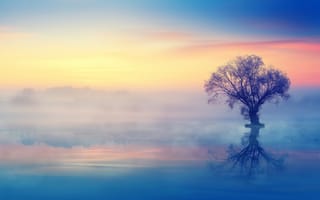 Картинка одинокое дерево, закат, сумерки, отражение, пейзаж, эстетический, туман
