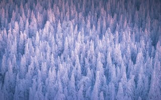 Картинка заснеженный, зимний лес, замерзшие деревья, 5к, холодный, россия